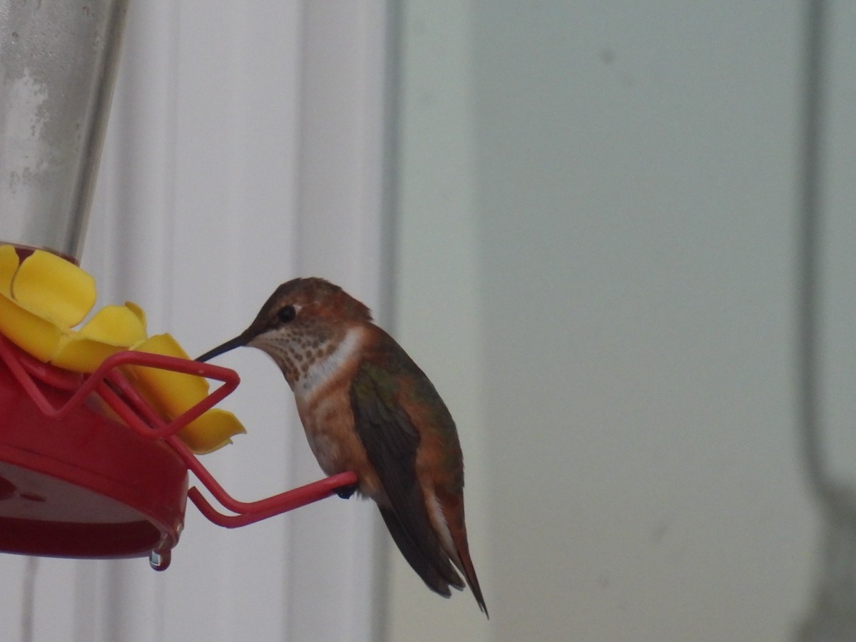 Rufous Hummingbird - ML645781537