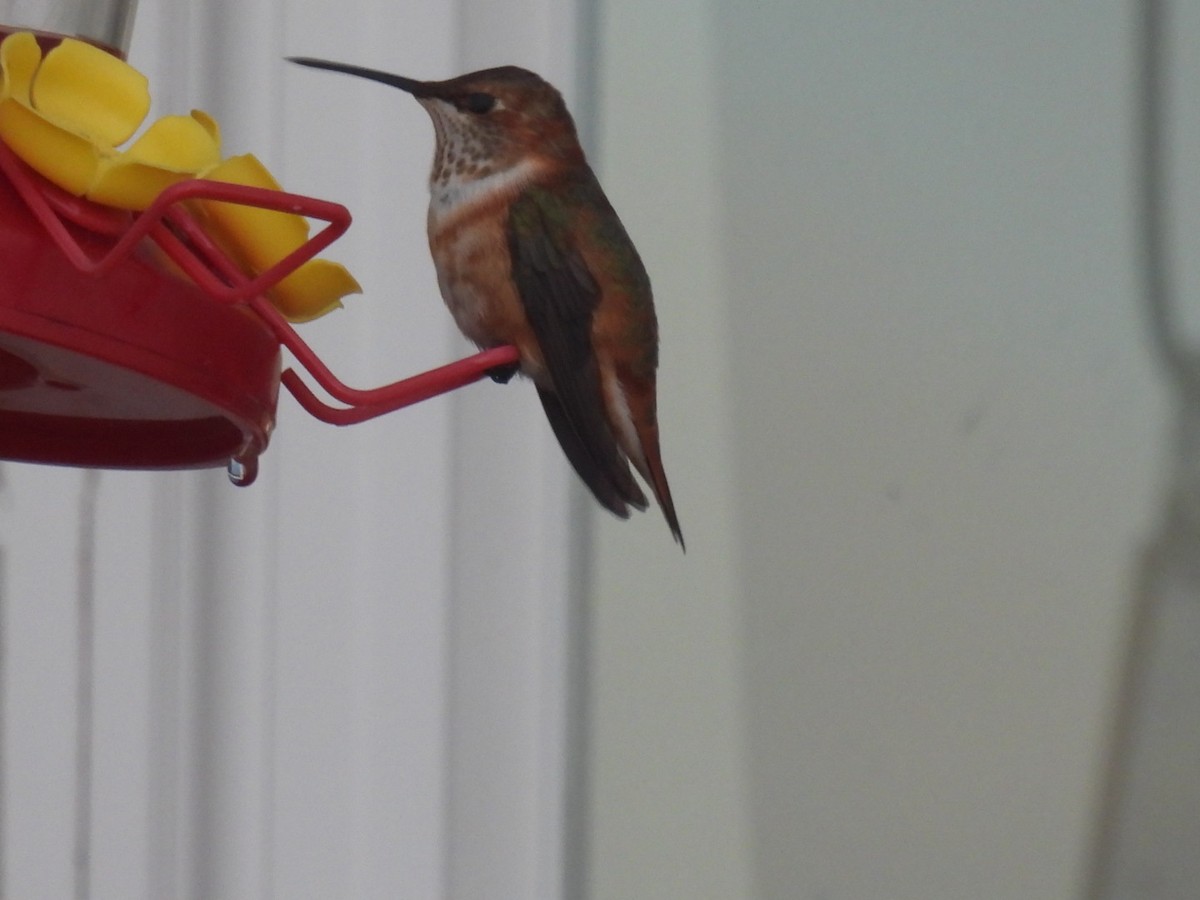 Rufous Hummingbird - ML645781538