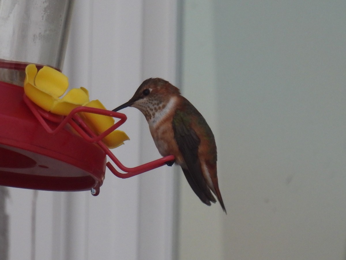 Rufous Hummingbird - ML645781539
