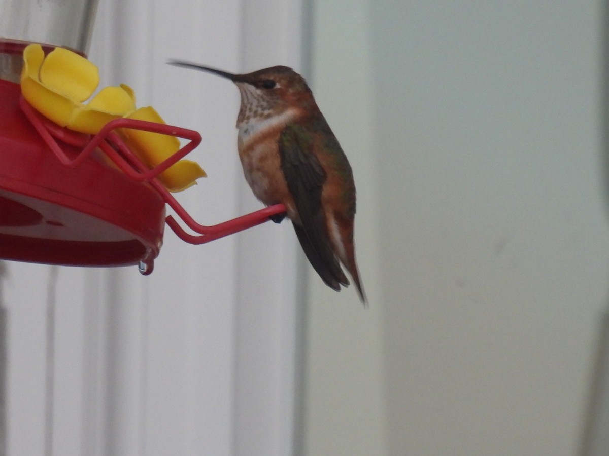 Rufous Hummingbird - ML645781540