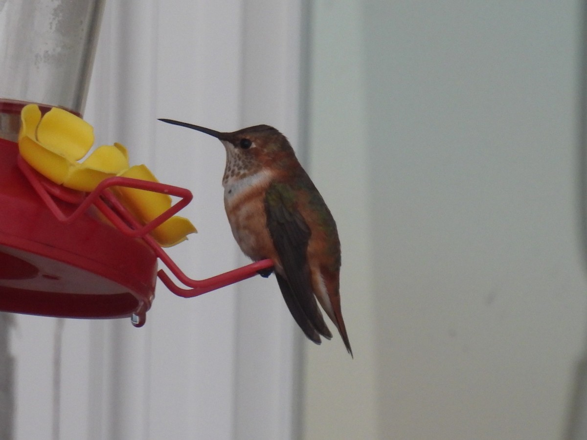 Rufous Hummingbird - ML645781541