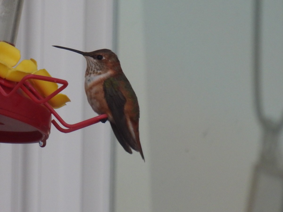 Rufous Hummingbird - ML645781542