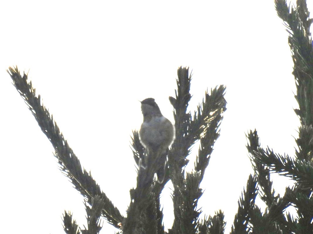 Rufous Hummingbird - ML645781543