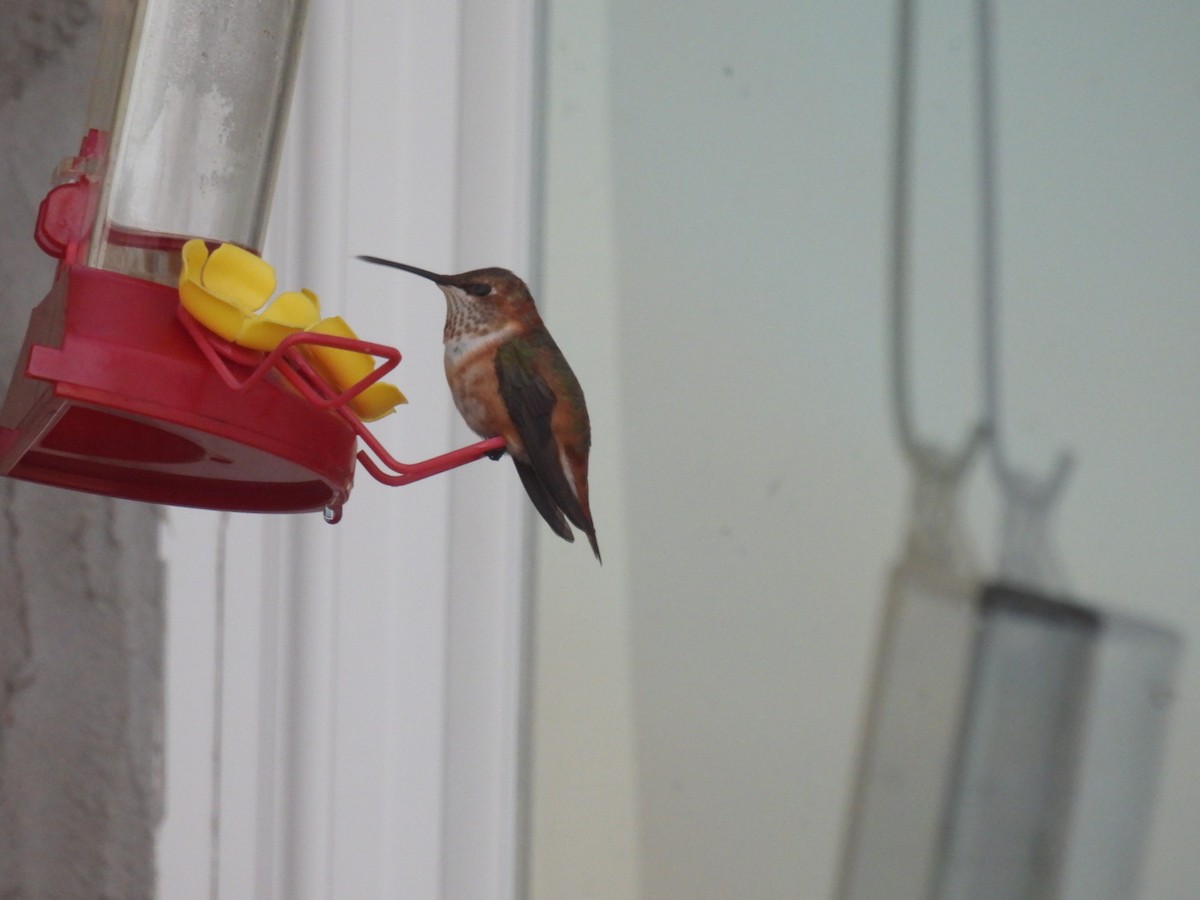 Rufous Hummingbird - ML645781544