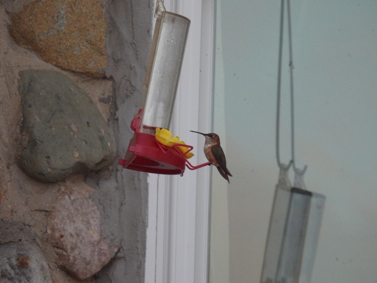 Rufous Hummingbird - ML645781545