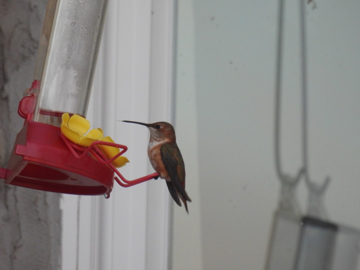 Rufous Hummingbird - ML645781546