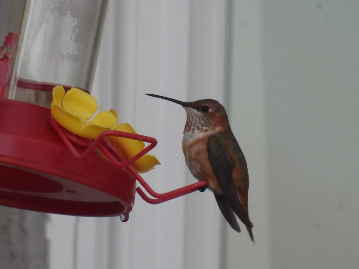 Rufous Hummingbird - ML645781547