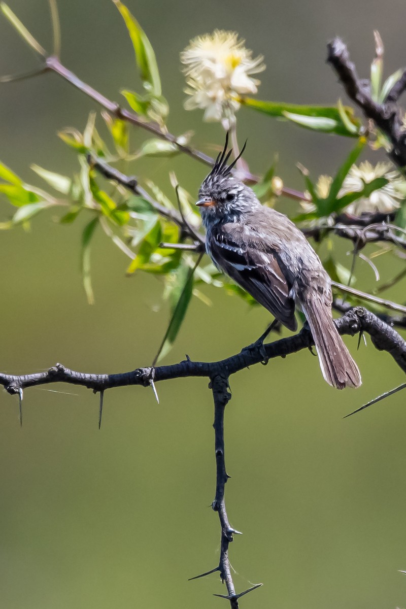 Yellow-billed Tit-Tyrant - ML645781548