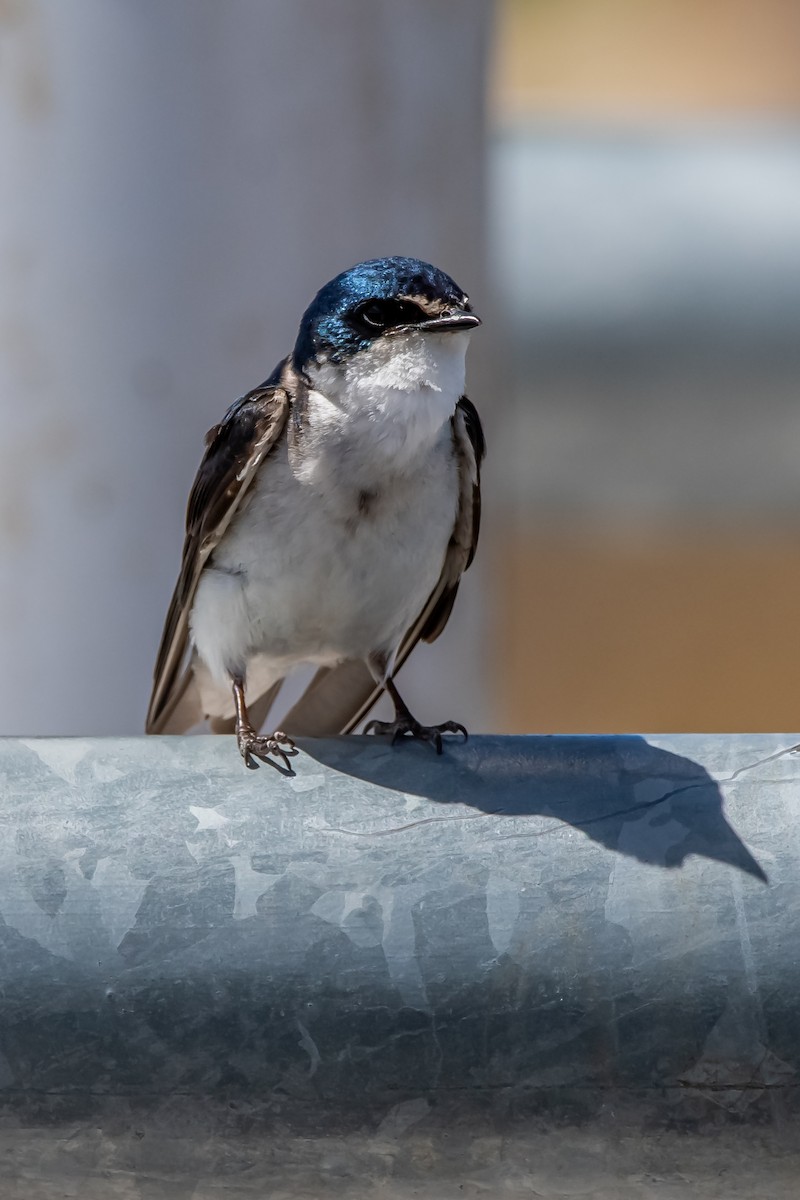 Weißbürzelschwalbe - ML645781559