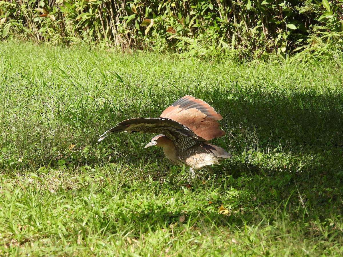 Malay Gece Balıkçılı - ML645781561