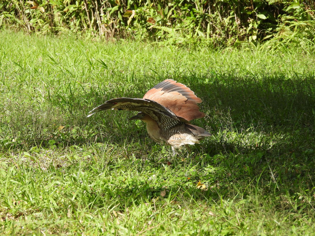 Malay Gece Balıkçılı - ML645781563