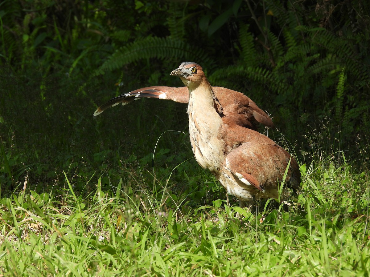Malay Gece Balıkçılı - ML645781567
