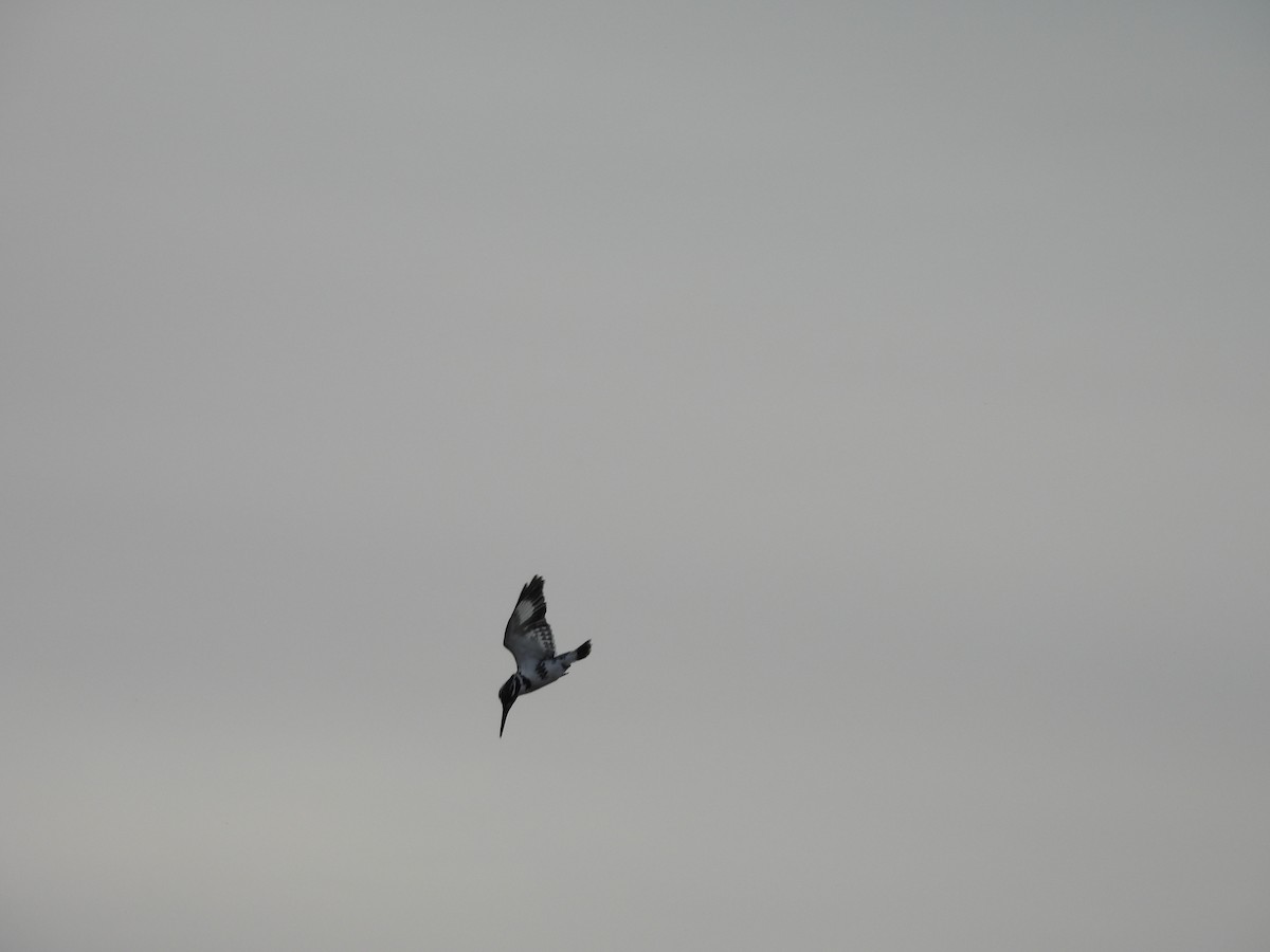 Pied Kingfisher - ML645781568