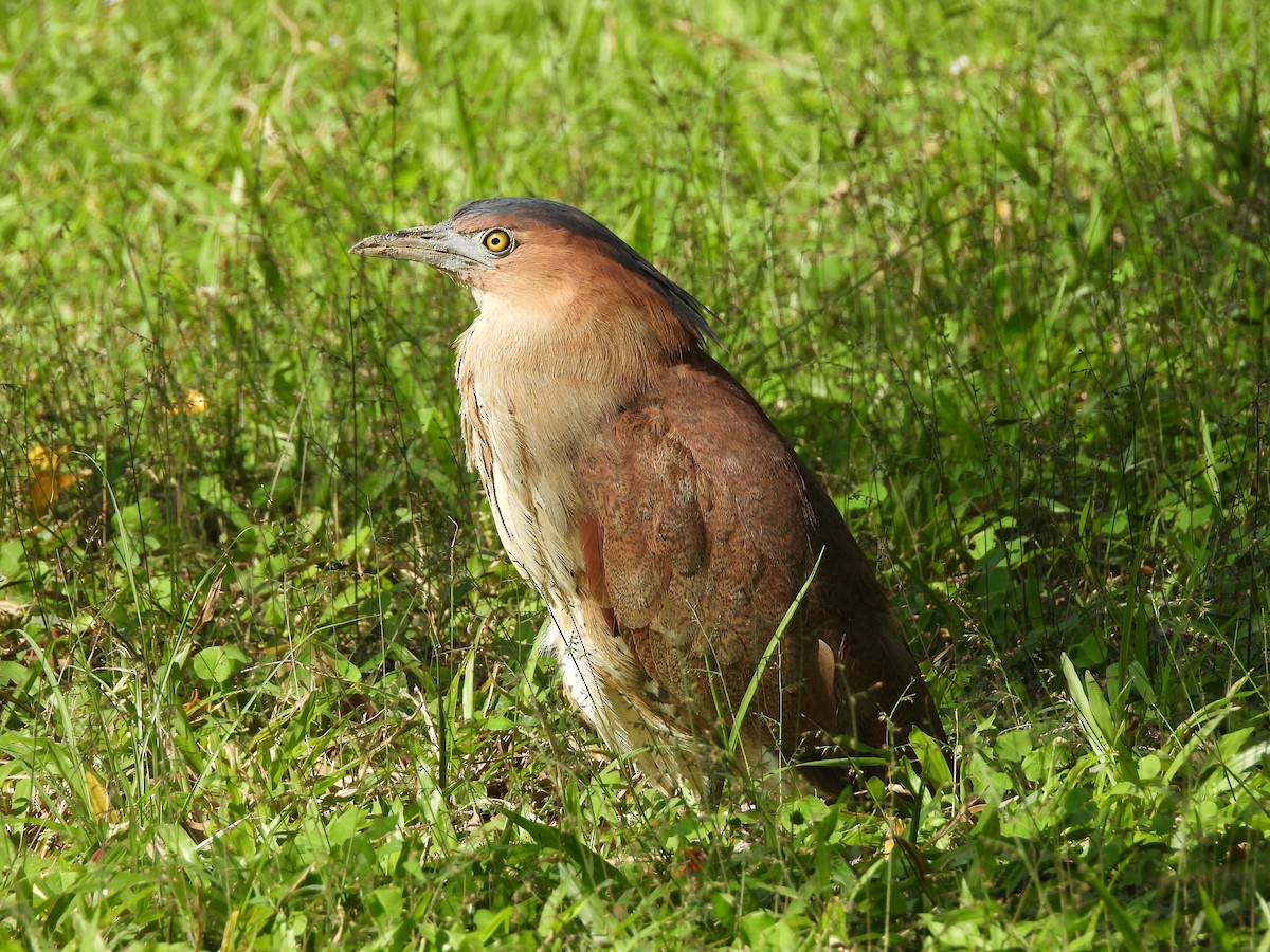 Malay Gece Balıkçılı - ML645781569