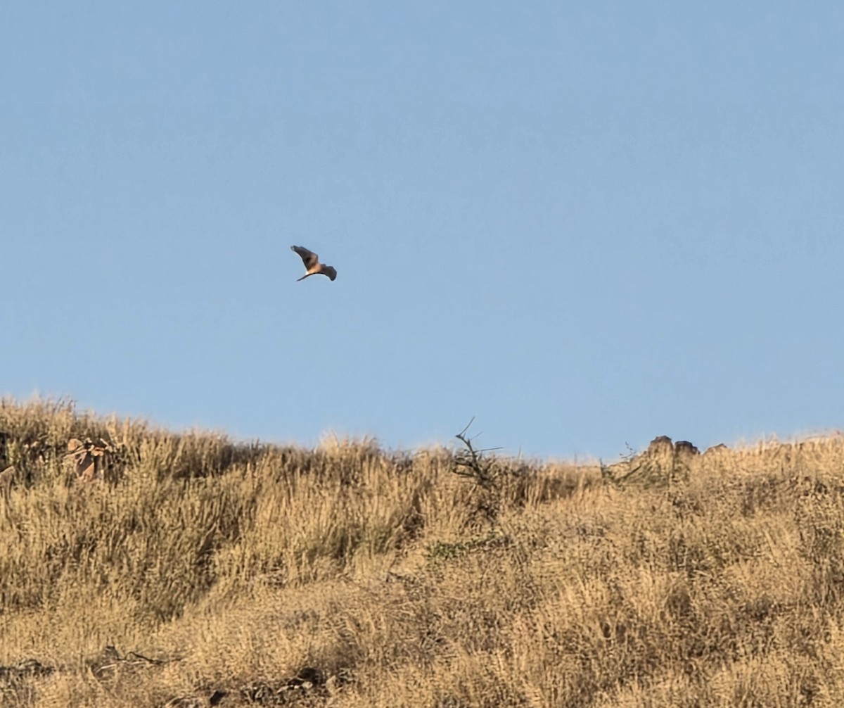 Northern Harrier - ML645781570
