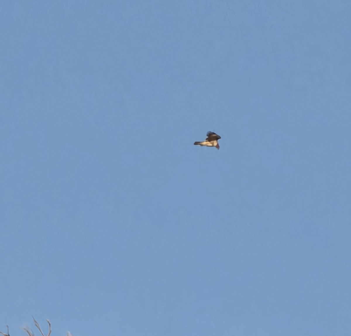 Northern Harrier - ML645781571