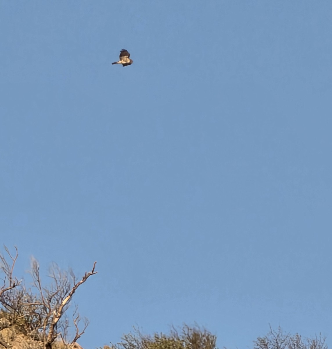 Northern Harrier - ML645781572