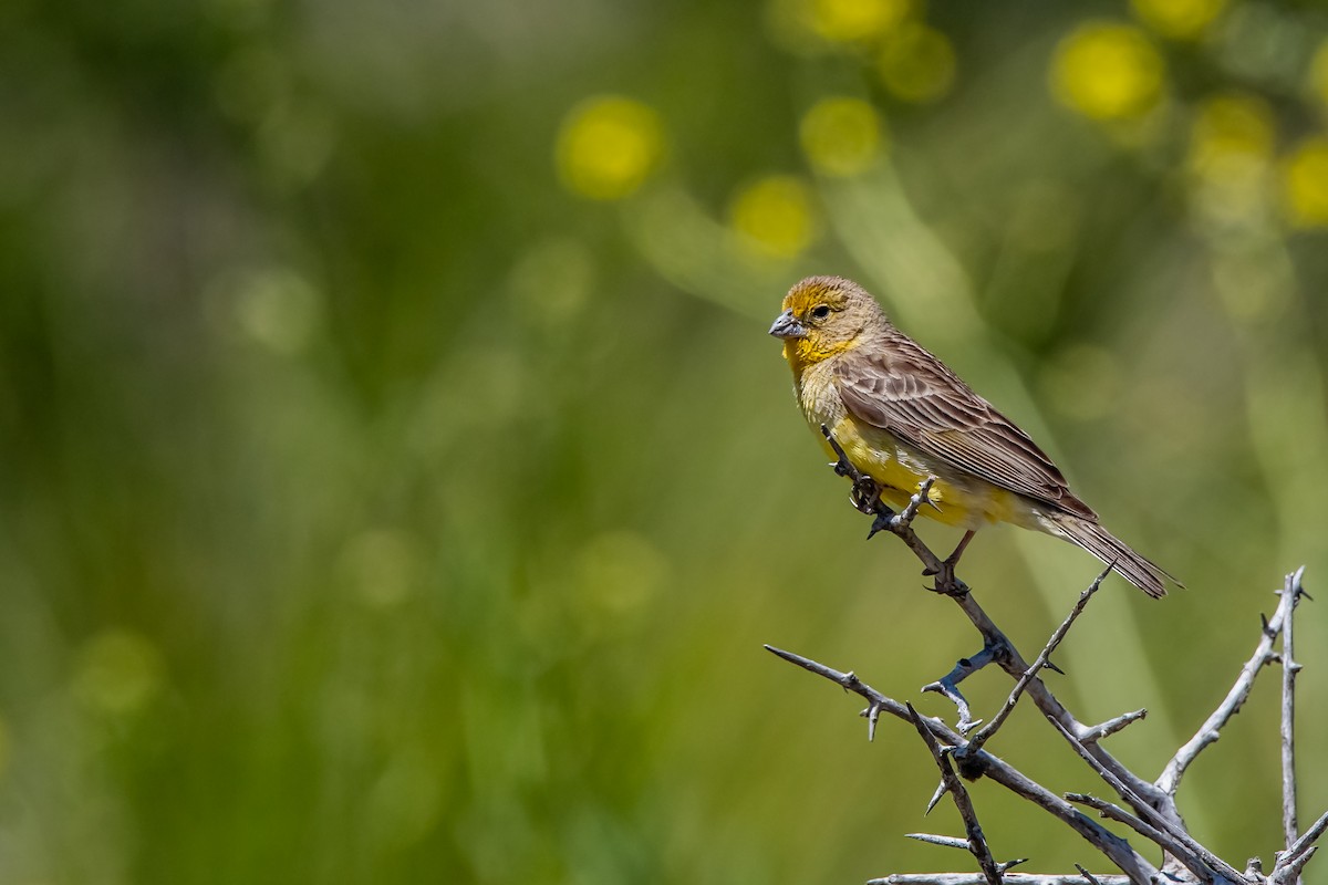 Grassland Yellow-Finch - ML645781574