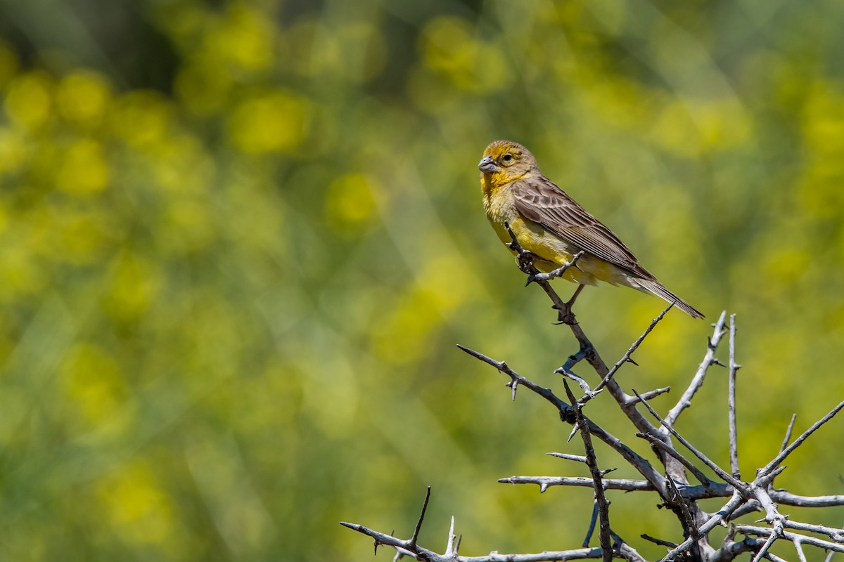Grassland Yellow-Finch - ML645781575