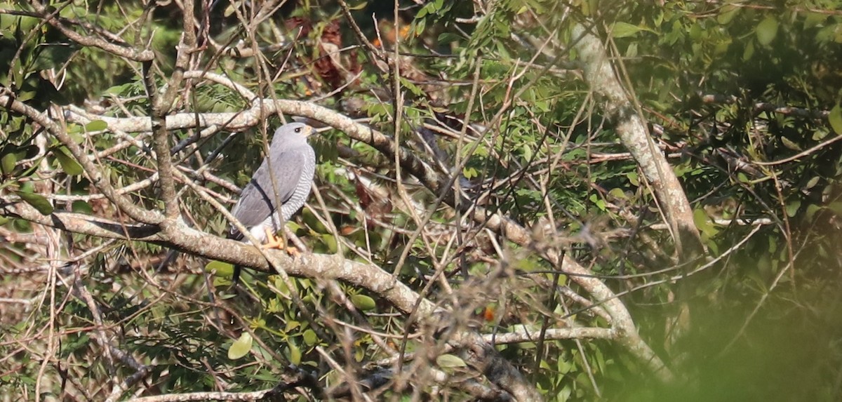 Graubussard - ML645781576