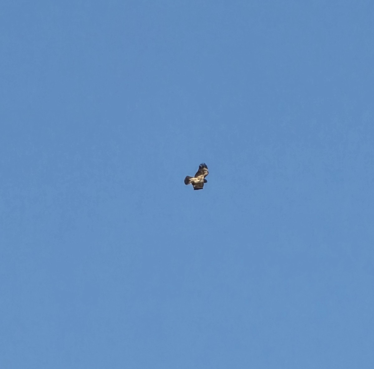 Red-tailed Hawk - ML645781578