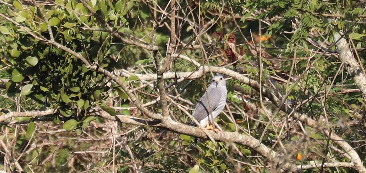 Graubussard - ML645781581