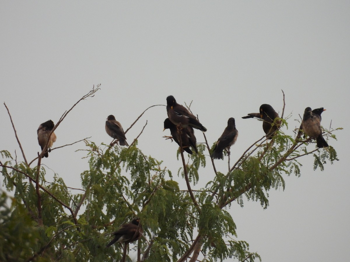 Rosy Starling - ML645781582