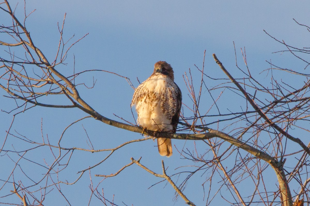 Red-tailed Hawk - ML645781584