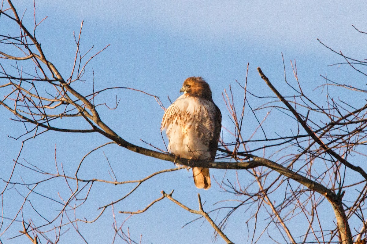 Red-tailed Hawk - ML645781585