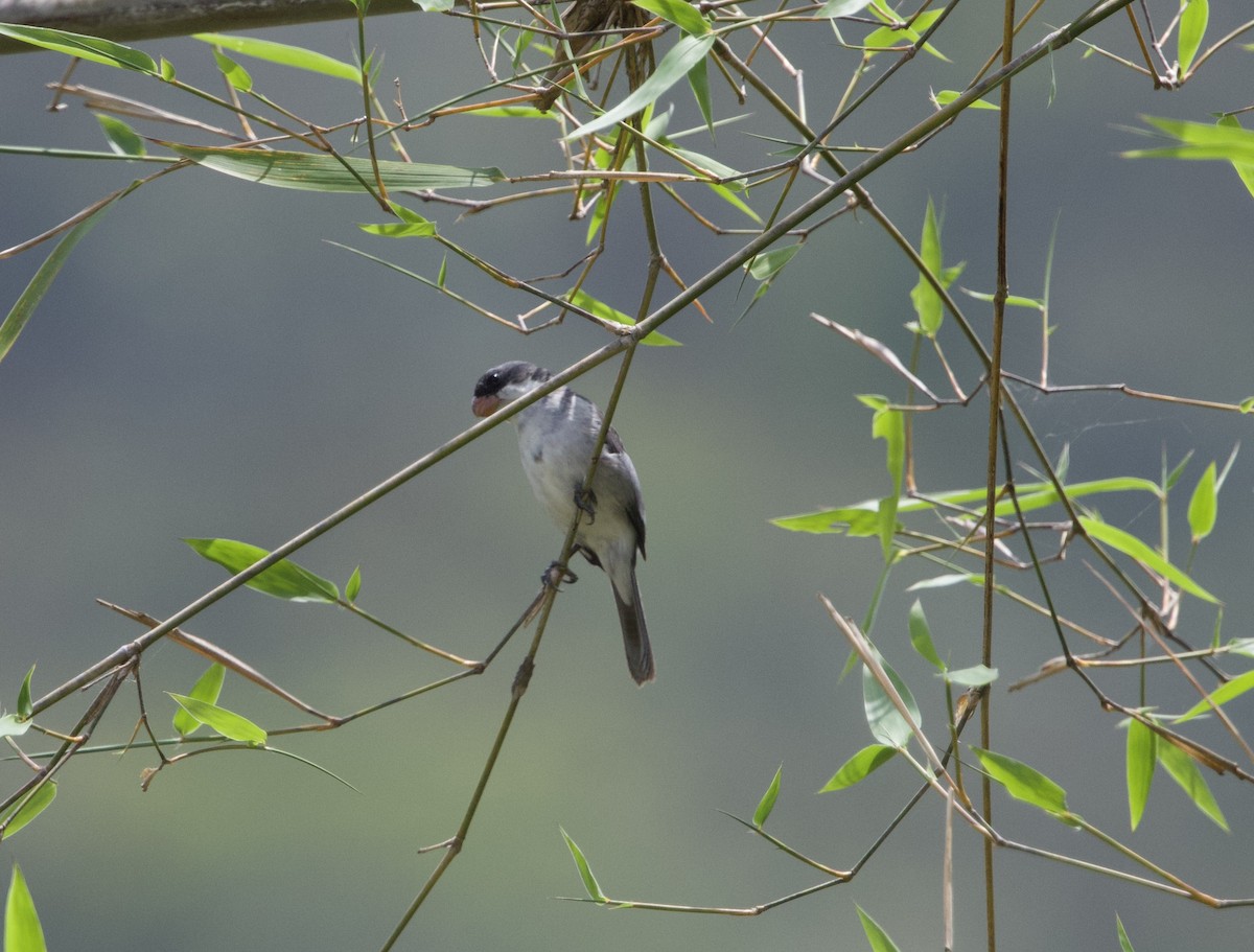 Zweifarbenspelzer - ML645781590