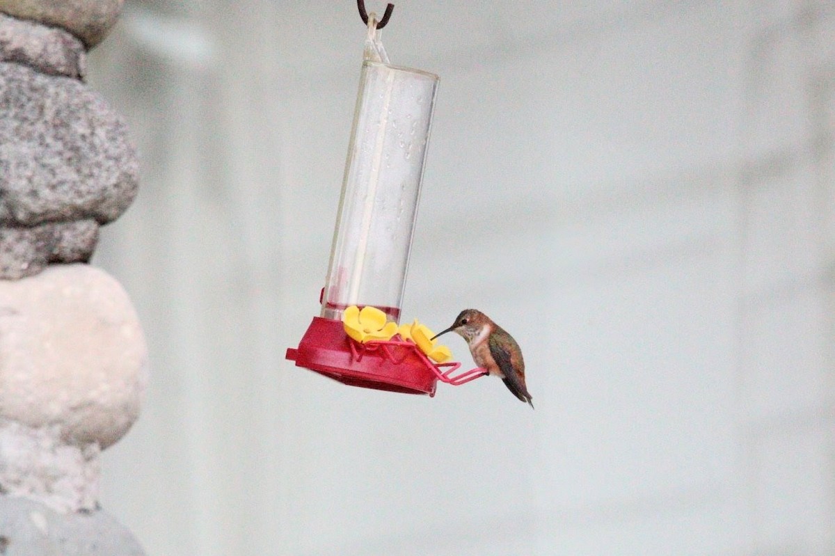 Rufous Hummingbird - ML645781592