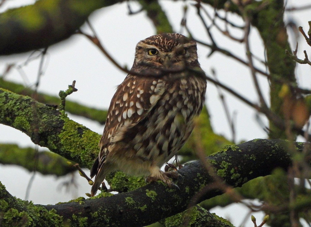 Little Owl - ML645781595