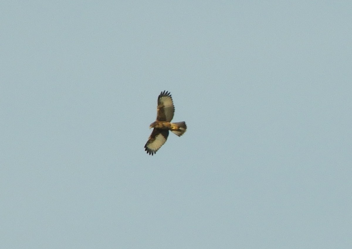 Harris's Hawk - ML645781596