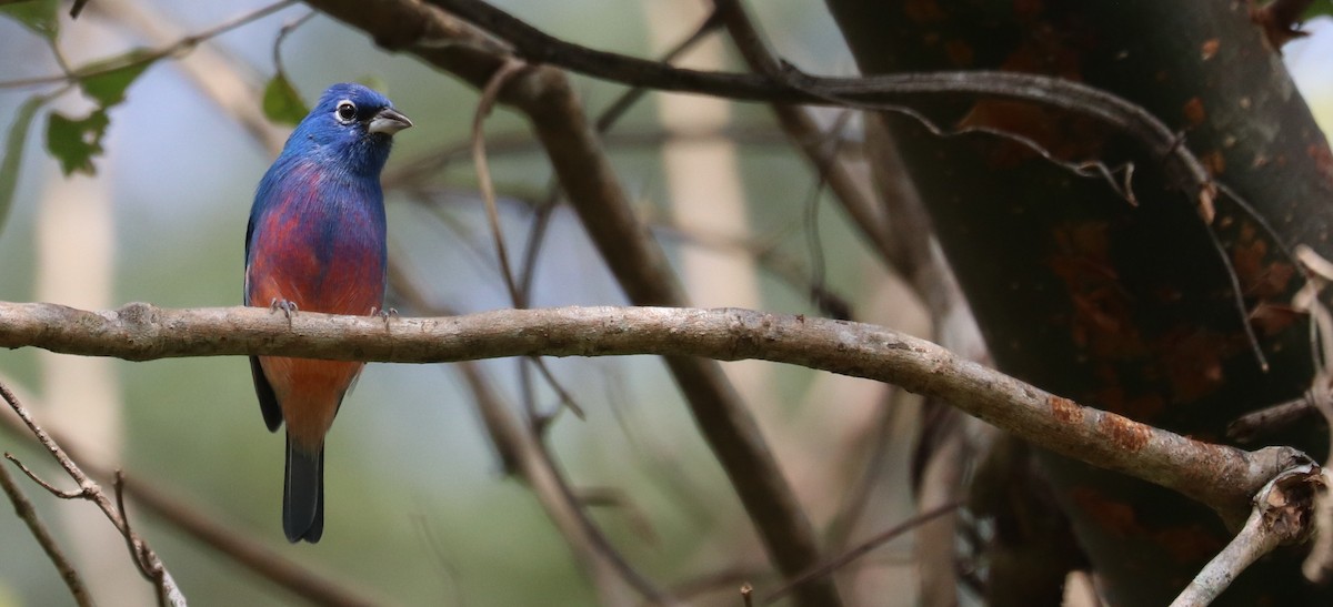 Rosenbauchfink - ML645781599