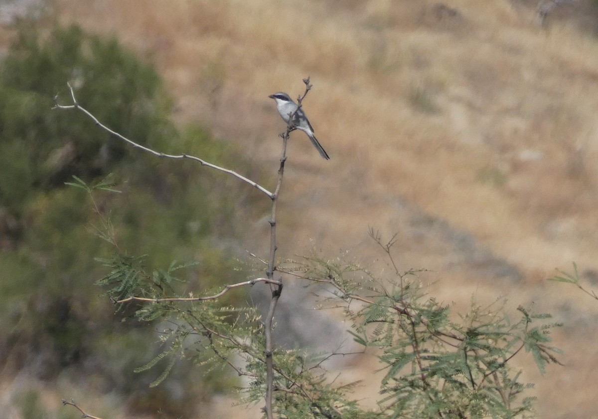 Loggerhead Shrike - ML645781601