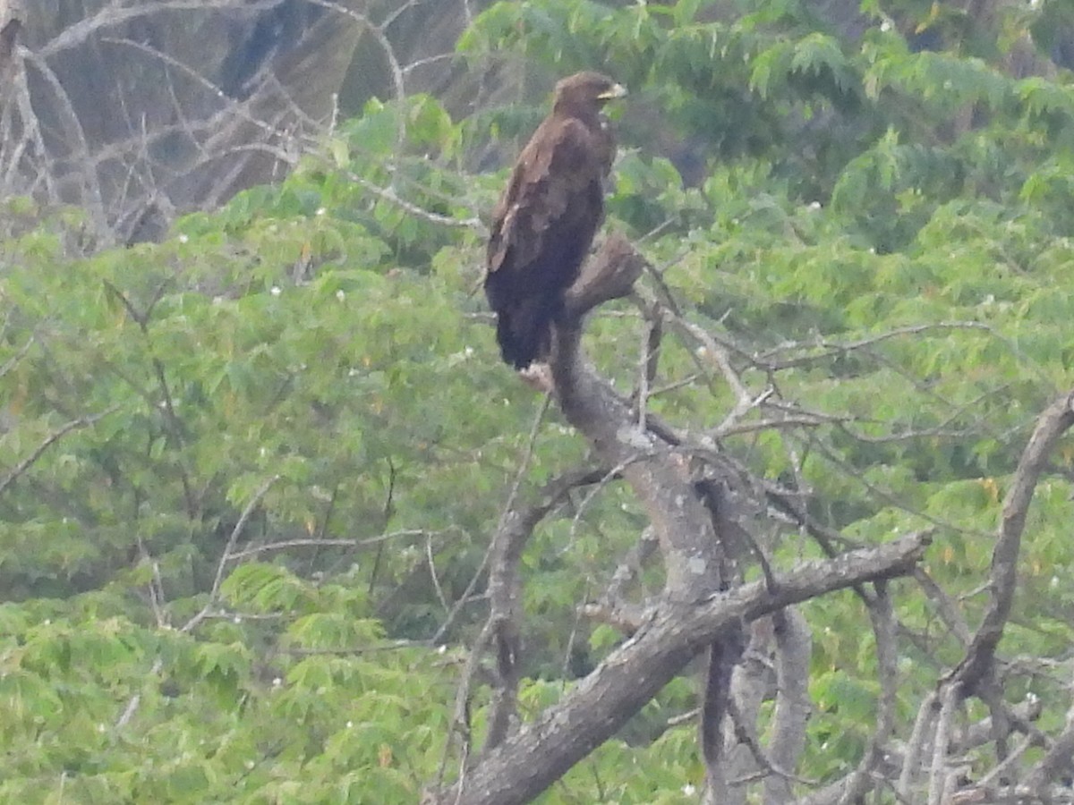 Greater Spotted Eagle - ML645781602