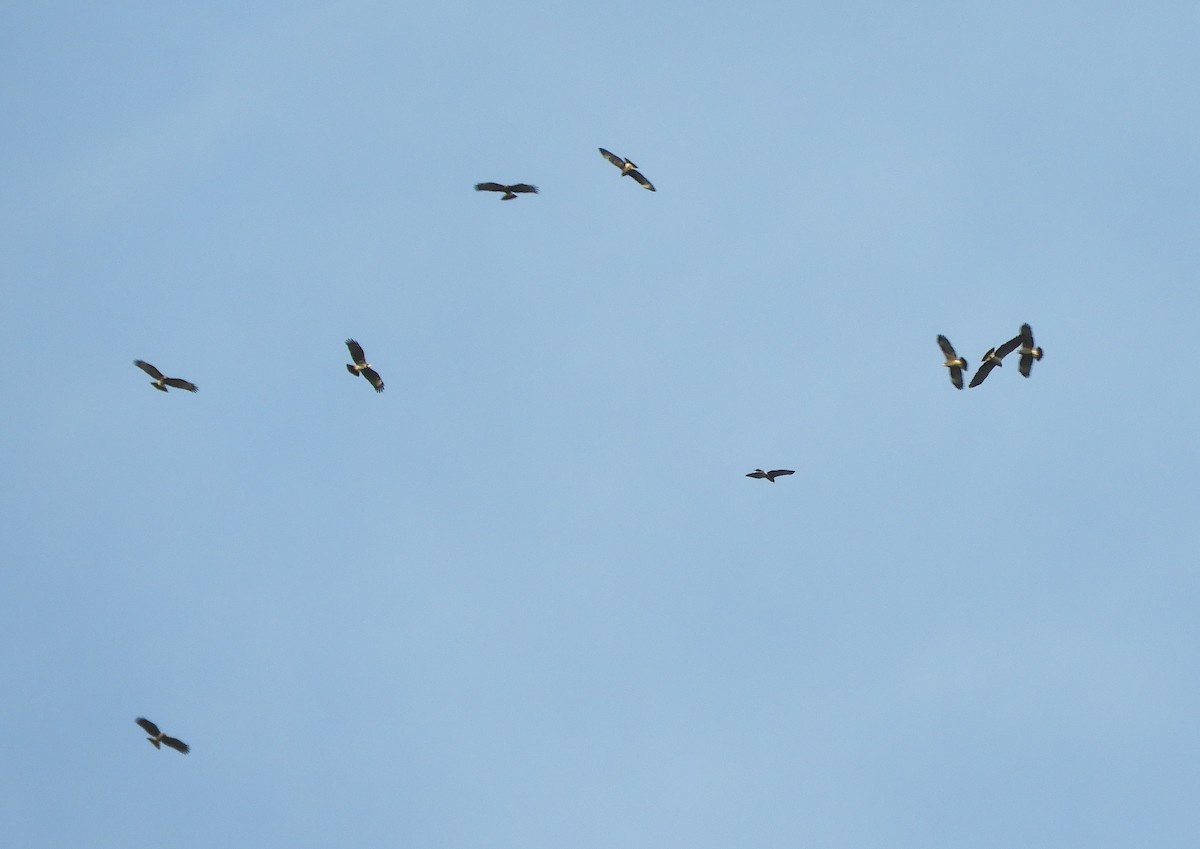 Snail Kite - ML645781603