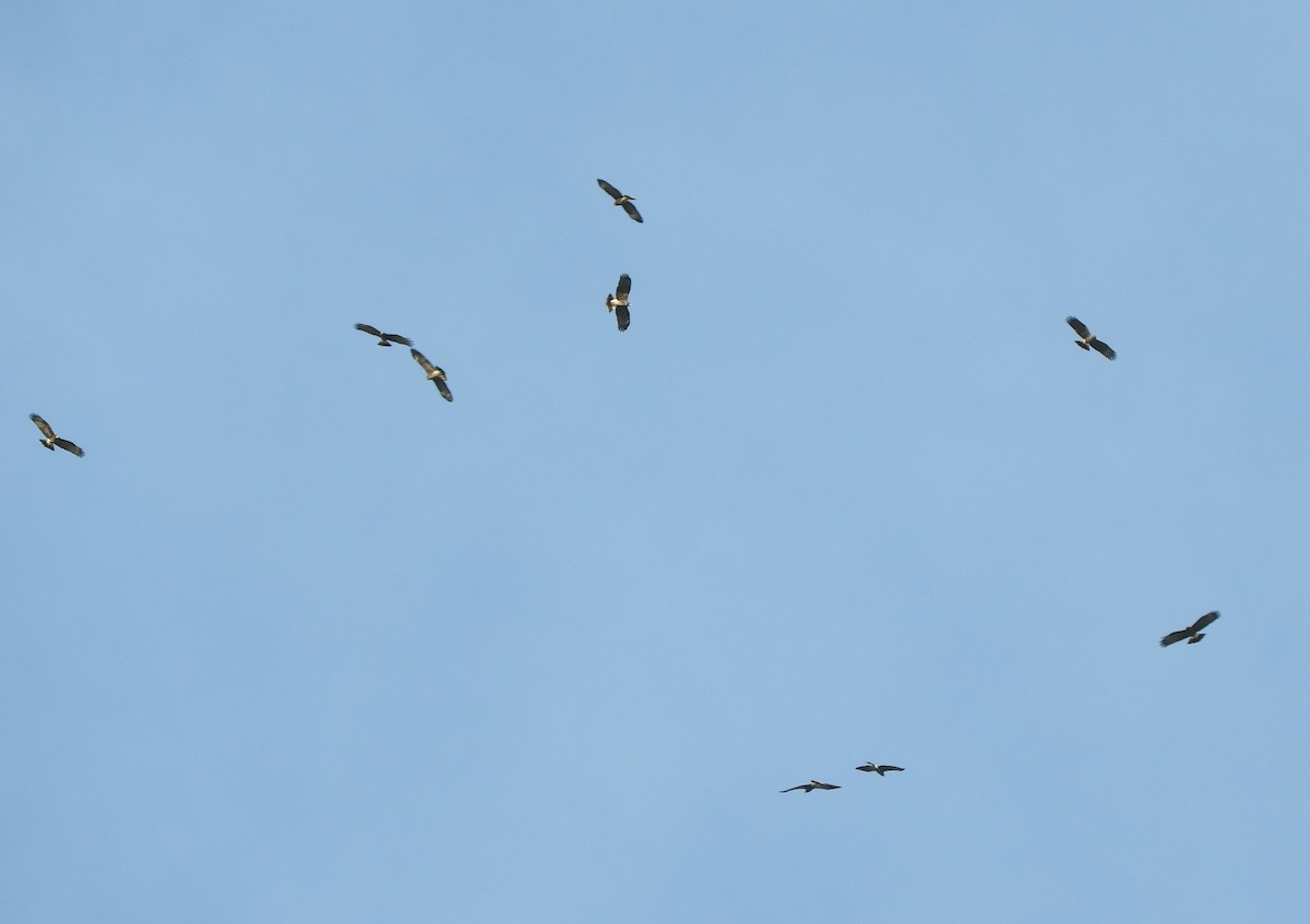 Snail Kite - ML645781605