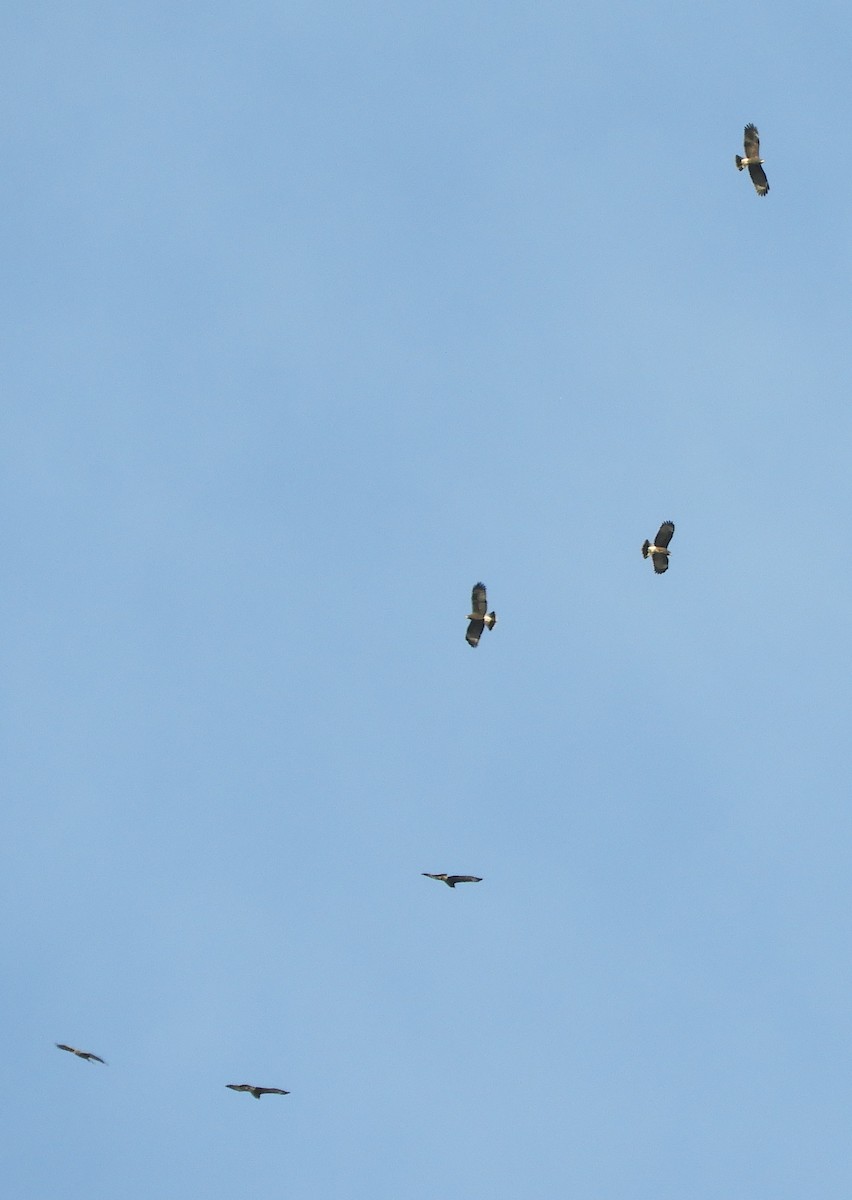 Snail Kite - ML645781607