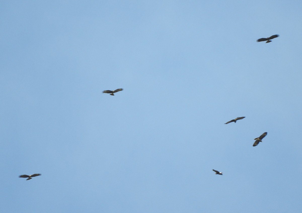 Snail Kite - ML645781608