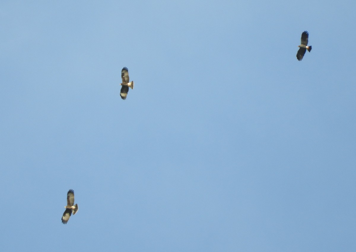 Snail Kite - ML645781609