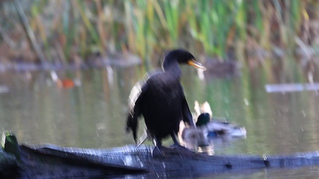 Double-crested Cormorant - ML645781613