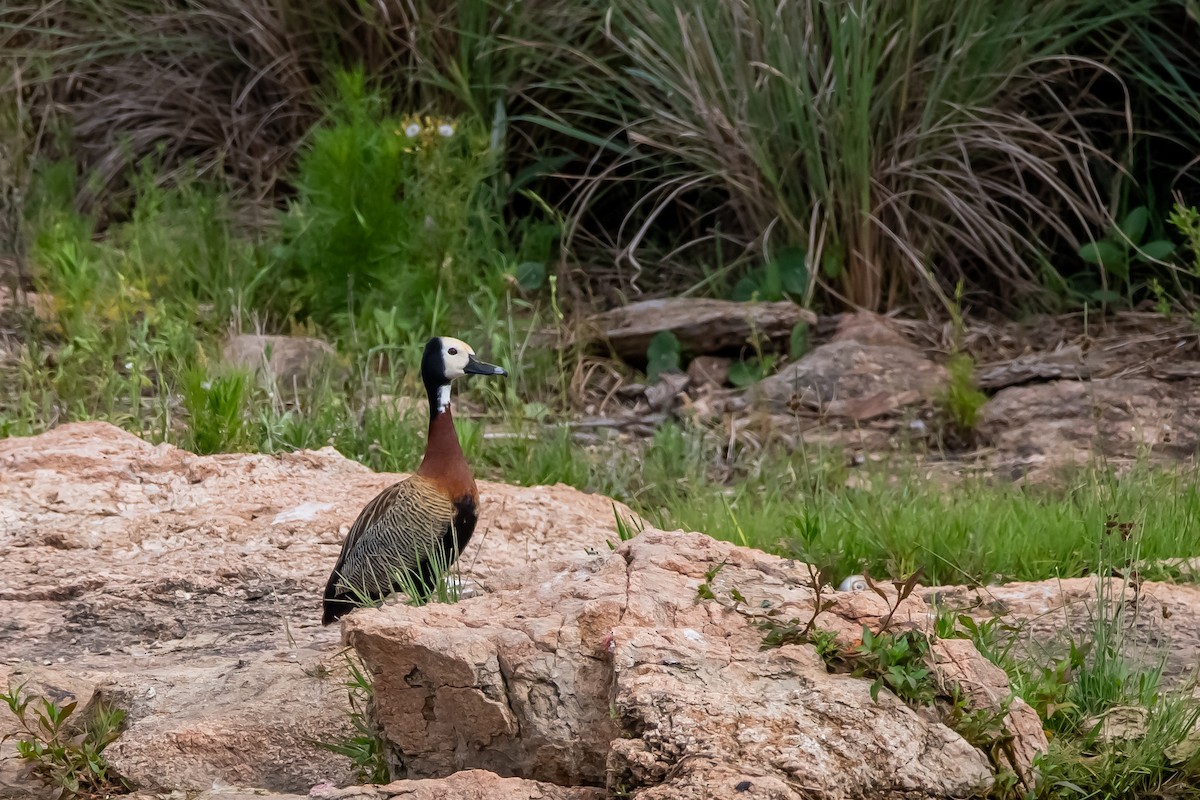 White-faced Whistling-Duck - ML645781618