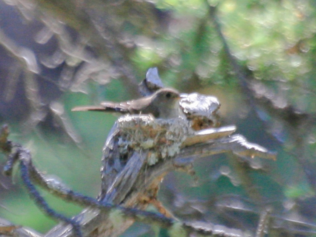 Hammond's Flycatcher - ML645781625