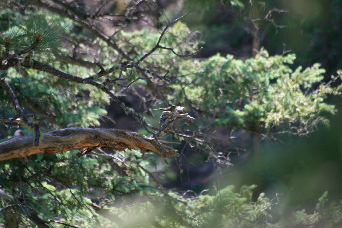 Hammond's Flycatcher - ML645781635