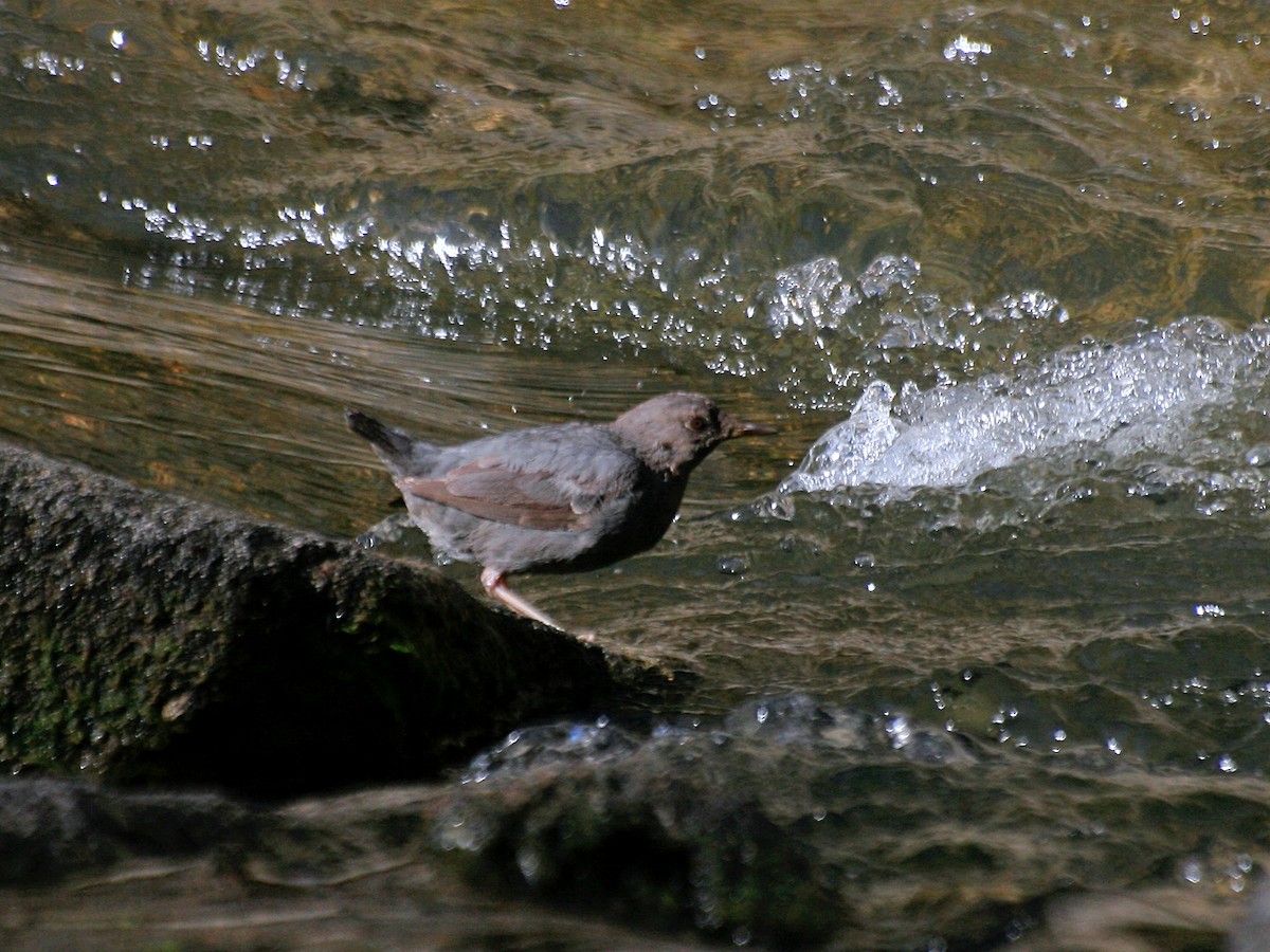 American Dipper - ML645781641