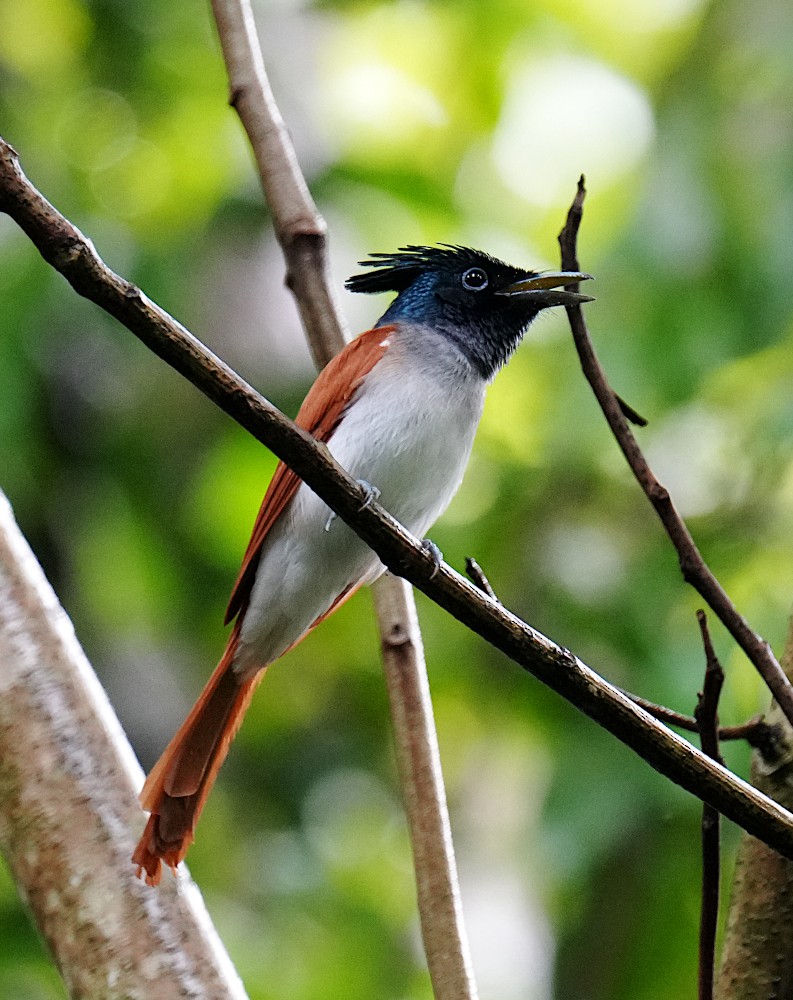 Indian Paradise-Flycatcher - ML645781645
