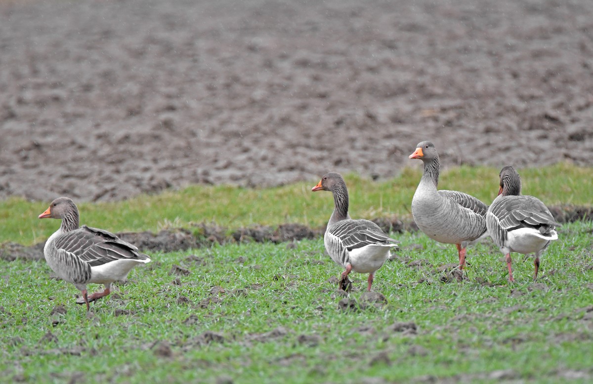 Oie cendrée - ML645781646