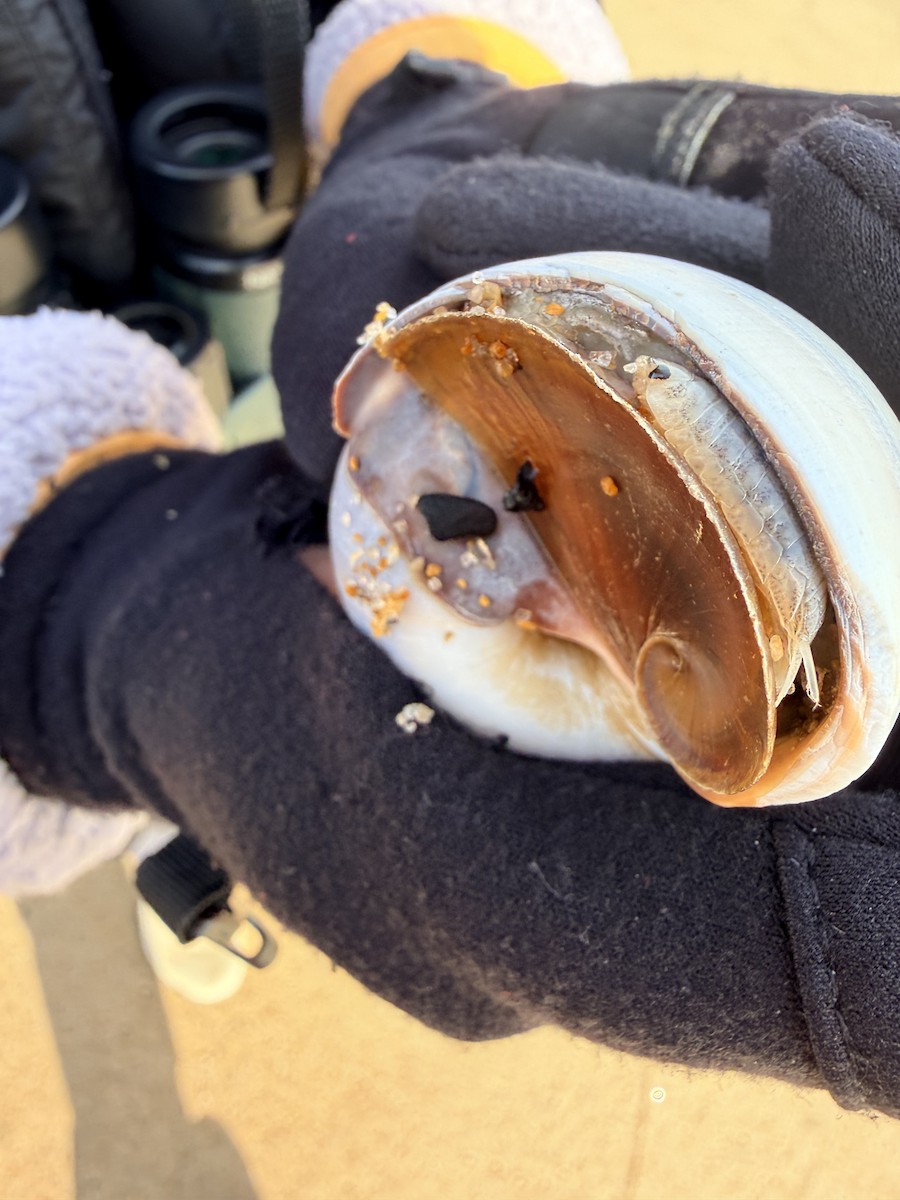 Northern Moon Snail - ML645781662