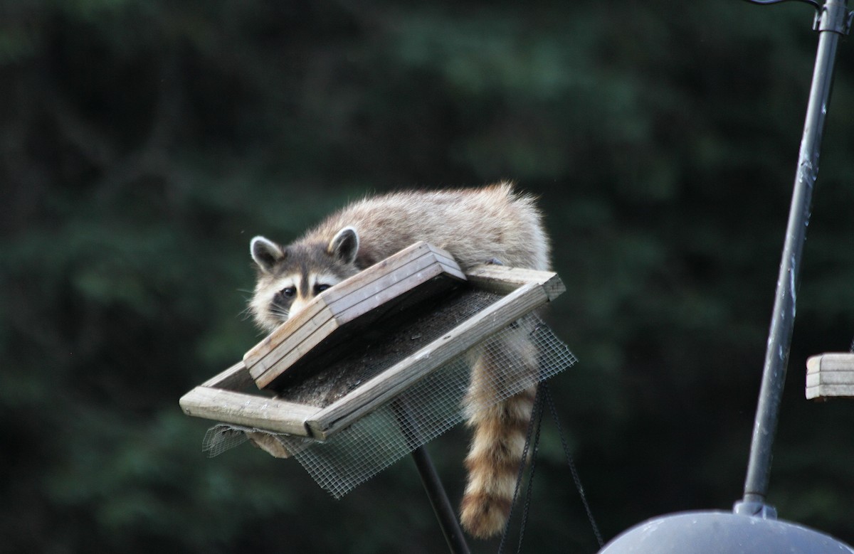 Animals - ML645781667